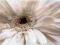 Biały kwiat - plakat 91,5x61 cm