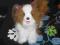 HASBRO fur real pies york Papillon