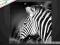* OBRAZ 40x40 - ZEBRA - OBRAZY MEGA HIT  ARS-ART