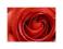 Czerwona Róża - reprodukcja 60x80 cm