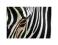 Zebra, Piękna Zebra - reprodukcja 60x80 cm