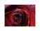 Piękna Bordowa Róża - reprodukcja 60x80 cm