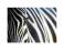 Zebra - reprodukcja 60x80 cm