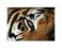 Oko tygrysa (Tiger) - reprodukcja 60x80 cm