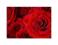 Czerwona Róże - reprodukcja 60x80 cm