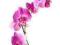 Orchidea (Różowa) - reprodukcja 60x80 cm