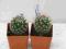 Kaktusy Mammillaria matudae w doniczce 4x4cm