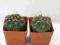 Kaktusy Gymnocalycium vaterii w doniczce 4x4cm