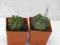 Kaktusy Astrophytum capricorne w doniczce 4x4cm