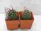 Kaktusy Echinofossulocactus hasatus w donic 4x4cm