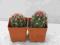 Kaktusy Telocactus bicolor w doniczce 4x4cm