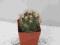 Kaktusy Coryphantha cornifera  w doniczce 4x4cm