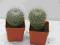 Kaktusy Mammillaria chinoceophala w doniczce 4x4cm