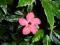 Hibiscus, hibiskus cooperii, róża chińska