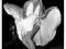 Plakat 3D Marilyn Monroe super efekt trójwymiarowy