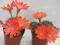 Kaktusy Rebutia minuscula  kwitnąca  5,5cm