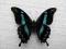 motyl Papilio hornimani A1- okazja BCM