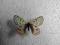 motyl Parnassius simo female A1 rzadki!!!