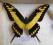 motyl Papilio thoas autocles A1/A1- okazja BCM