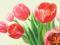 "7 tulipanów na szczęście" obraz