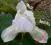 Iris SDB Dixie Pixie, irys, kosaciec miniatura
