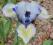 Iris SDB Irish Moss, irys, kosaciec miniatura