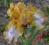Iris SDB Stinger, irys, kosaciec miniatura