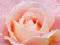 Róża, róże (róźowy kwiat) - plakat 91,5x61cm