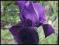 IRYS KOSACIEC - bardzo ciemny fiolet- sadzonki