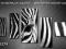 ZEBRA HIT ___ OBRAZ TRYPTYK r150x85 OBRAZY ARTDECO