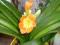 CLIVIA