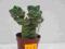 Kaktusy Crassula cv Moonglow nr112 w donic 5,5cm