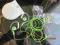 Słuchawki sennheiser OMX 70 SPORT green