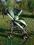 UNIBABY Wózek spacerowy BUGGY