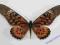 Motyl Papilio antimachus - Najwięszy paź Afryki !