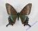 Motyl Paź Papilio maacki SAMICA z Rosji