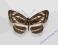Motyl Pasyn debrak (Neptis sappho)