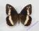 Motyl Skalnik prozerpina (Brintensia circe)