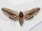 Motyl Zawisak tawulec (Sphinx ligustri)