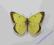 Motyl Szlaczkoń Colias philodice z USA