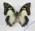 Motyl Polyura pyrrhus z Indonezji