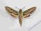 Motyl Zmrocznik liguryjski (Hyles livornica)