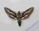Motyl Zmrocznik przytuliak (Hyles gallii)