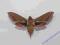 Motyl Zmrocznik gładysz (Deilephila elpenor)