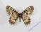 Motyl Zygzakowiec kokornakowiec Zerynthia polyxena