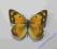 Motyl Szlaczkoń Colias eurytheme SAMICA z USA