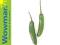 Chilli Jalapeno zielone chili 20g