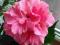 ==> Ketmia hibiskus róża chińska hibiscus