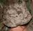 USMC Marpat Desert PASGT Helmet Cover - NEW