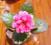 Crasula (Crassulaceae) różowy kwiat Bonsai